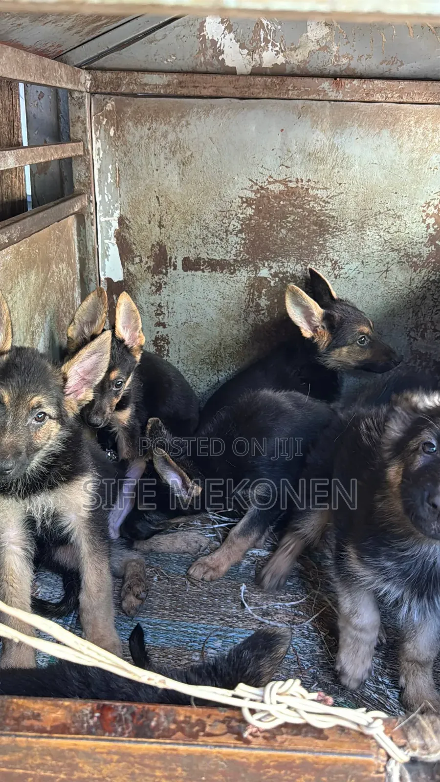 1-3 months Male Purebred German Shepherd