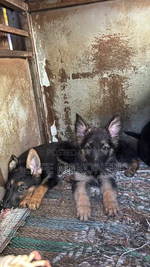 1-3 months Male Purebred German Shepherd