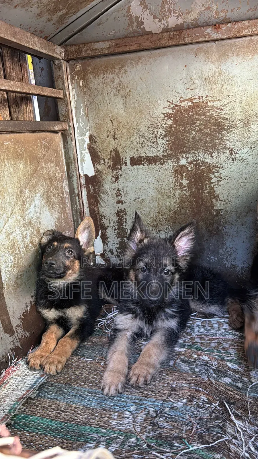 1-3 months Male Purebred German Shepherd