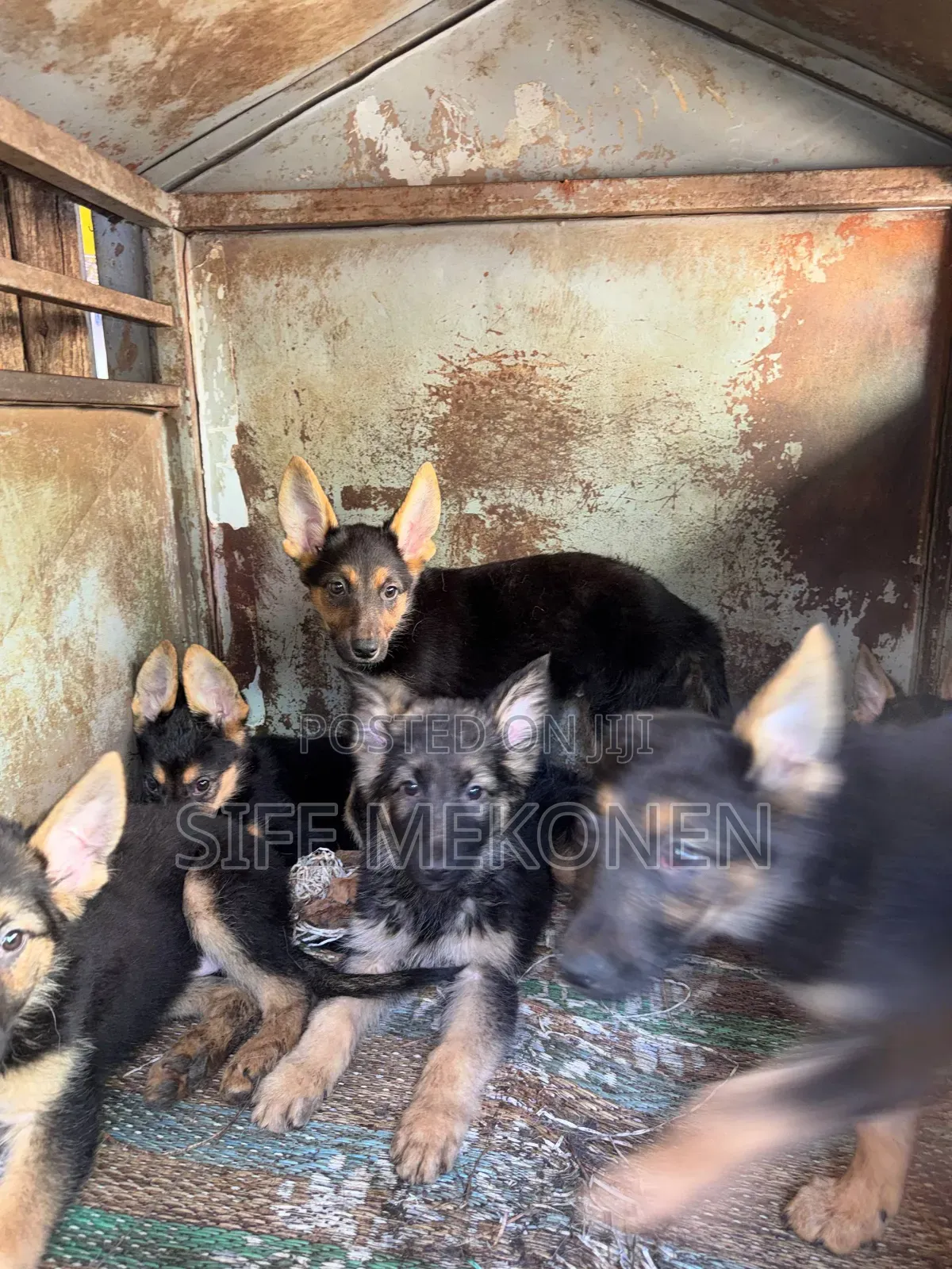 1-3 months Female Purebred German Shepherd