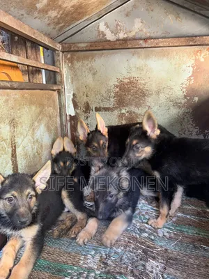 1-3 months Female Purebred German Shepherd