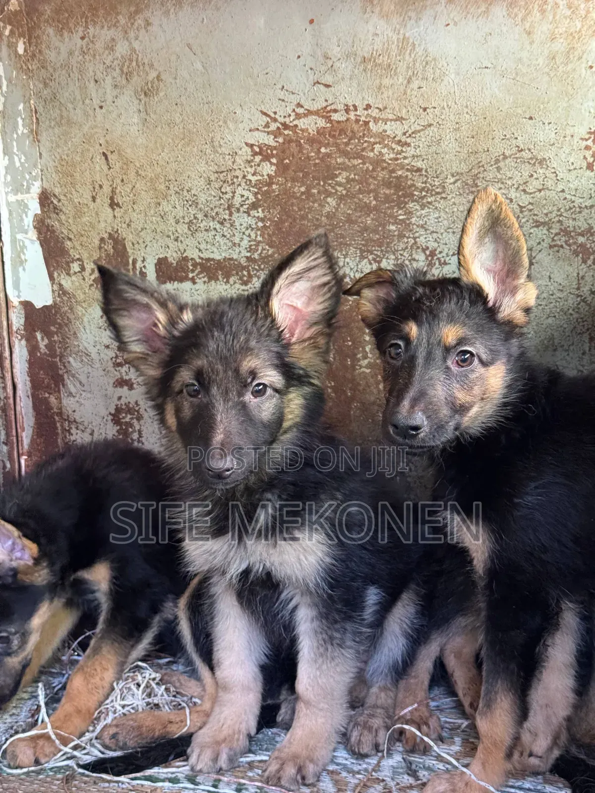 1-3 months Male Purebred German Shepherd