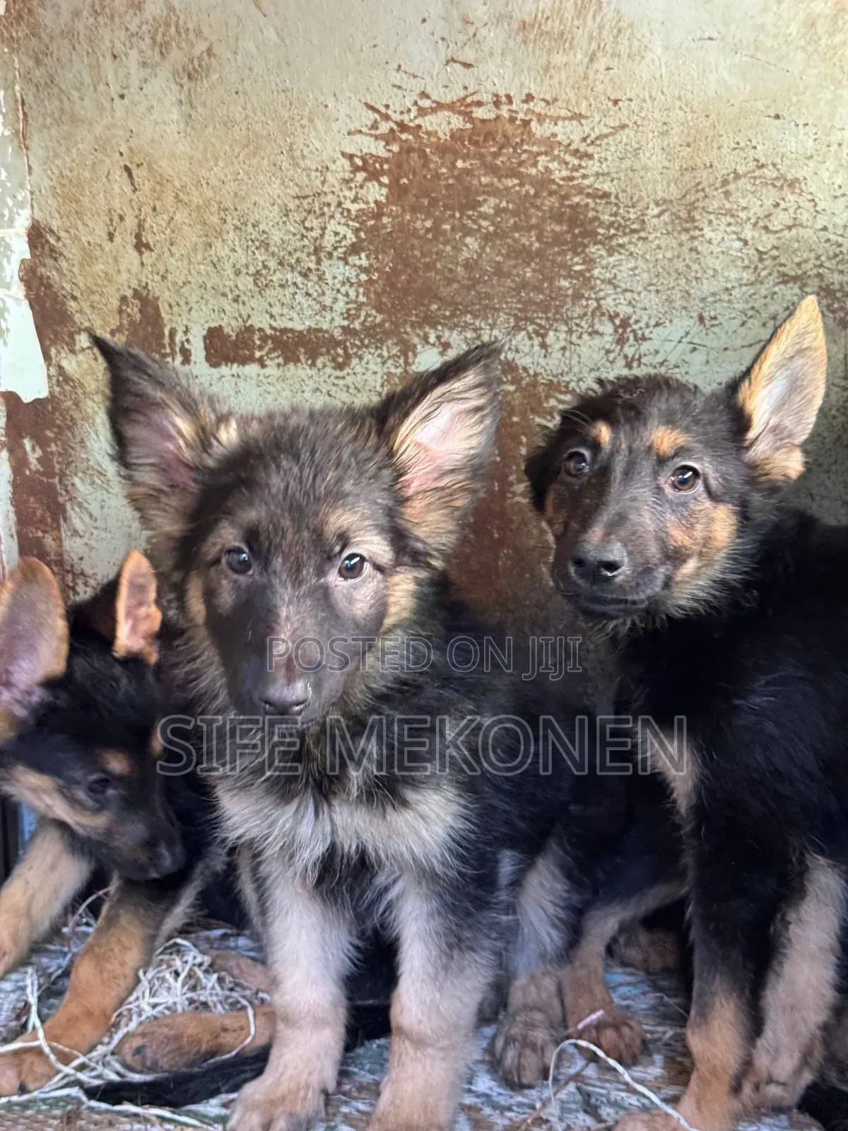 1-3 months Male Purebred German Shepherd