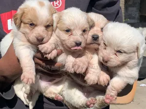 1-3 months Male Purebred Maltese