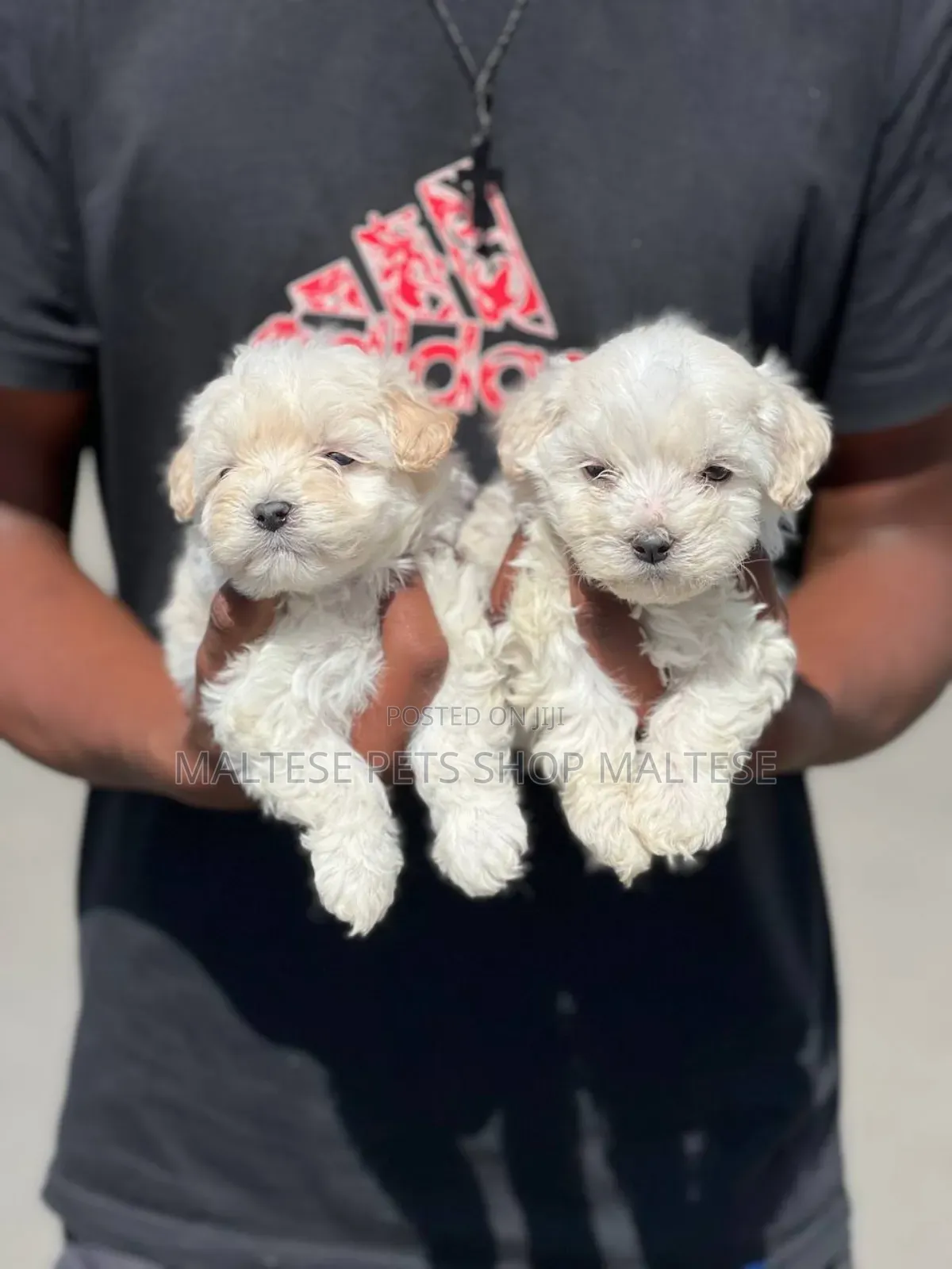 1-3 months Male Purebred Maltese