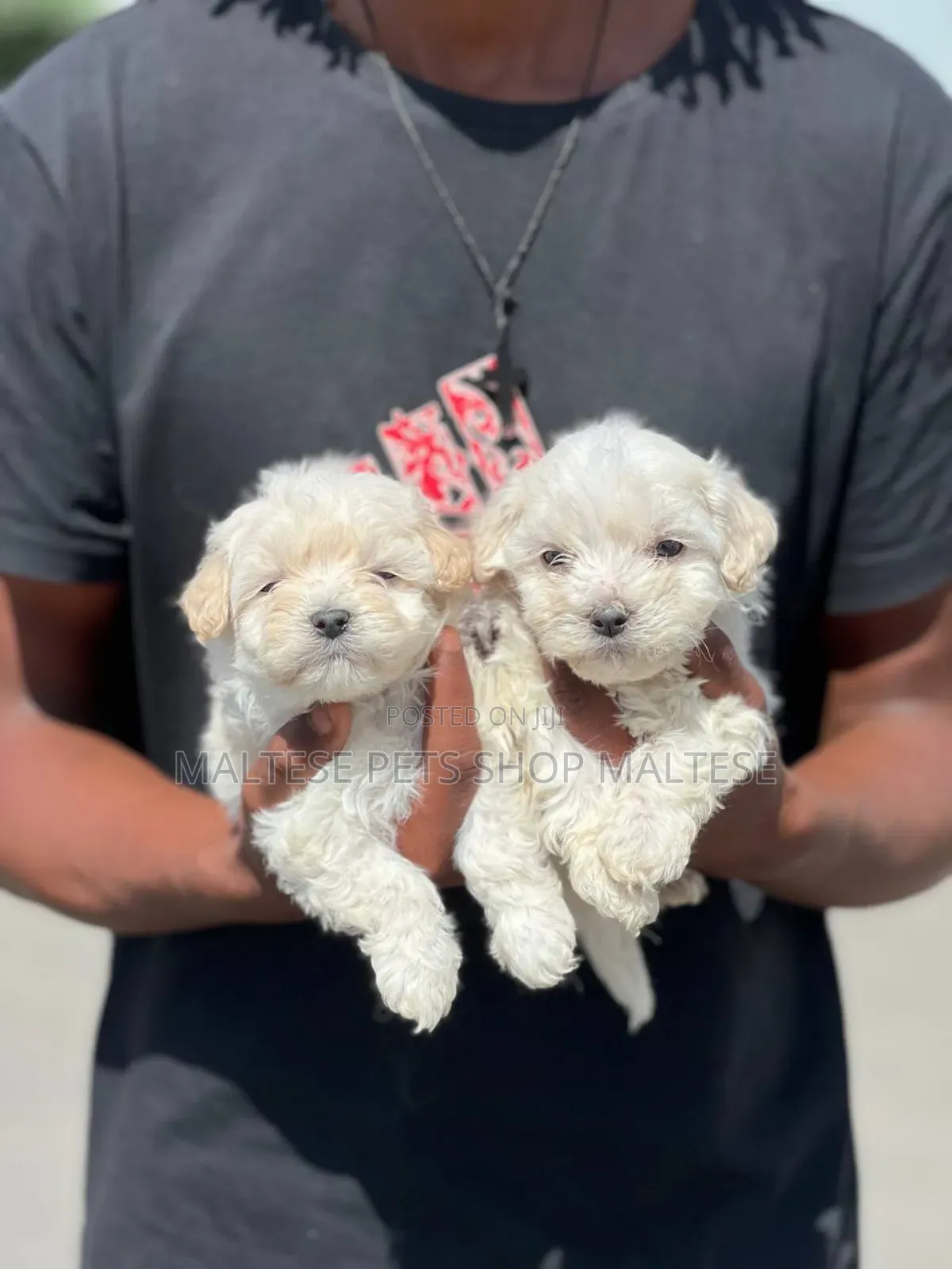 1-3 months Male Purebred Maltese