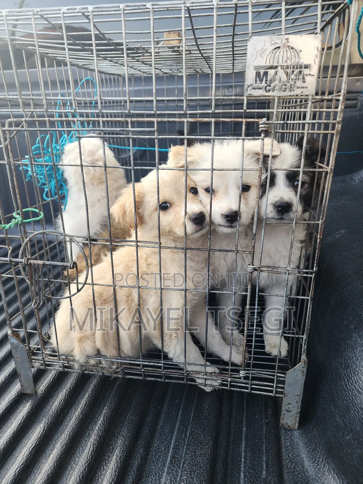 1-3 months Male Purebred Maltese