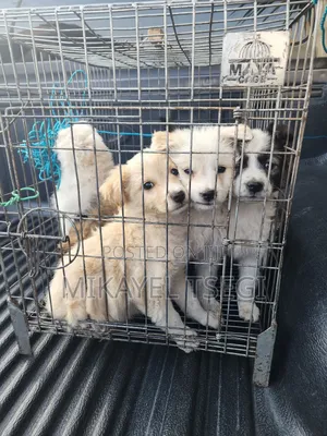 1-3 months Male Purebred Maltese