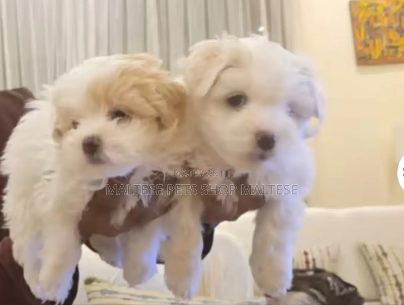 1-3 months Male Purebred Maltese