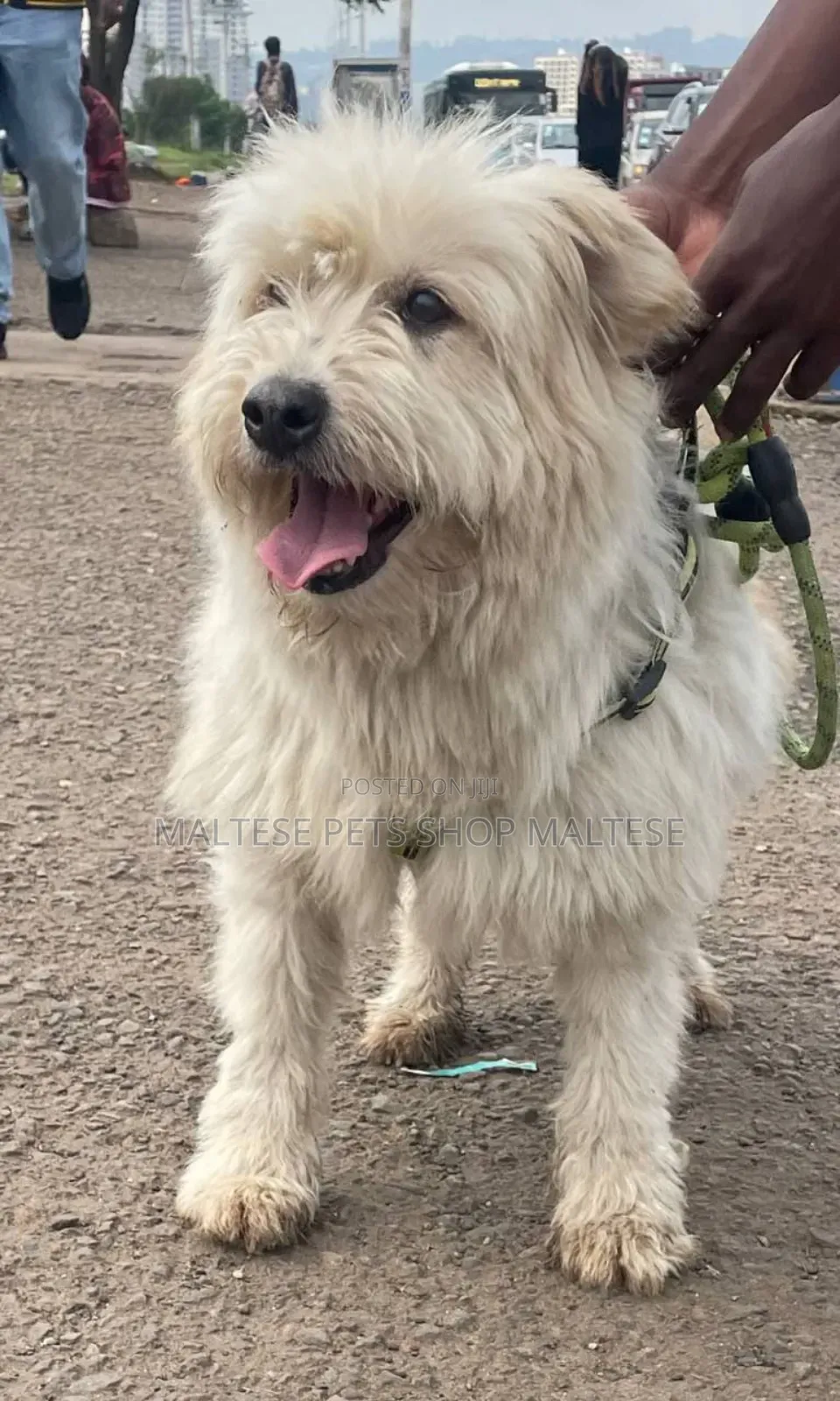1-3 months Female Purebred Maltese