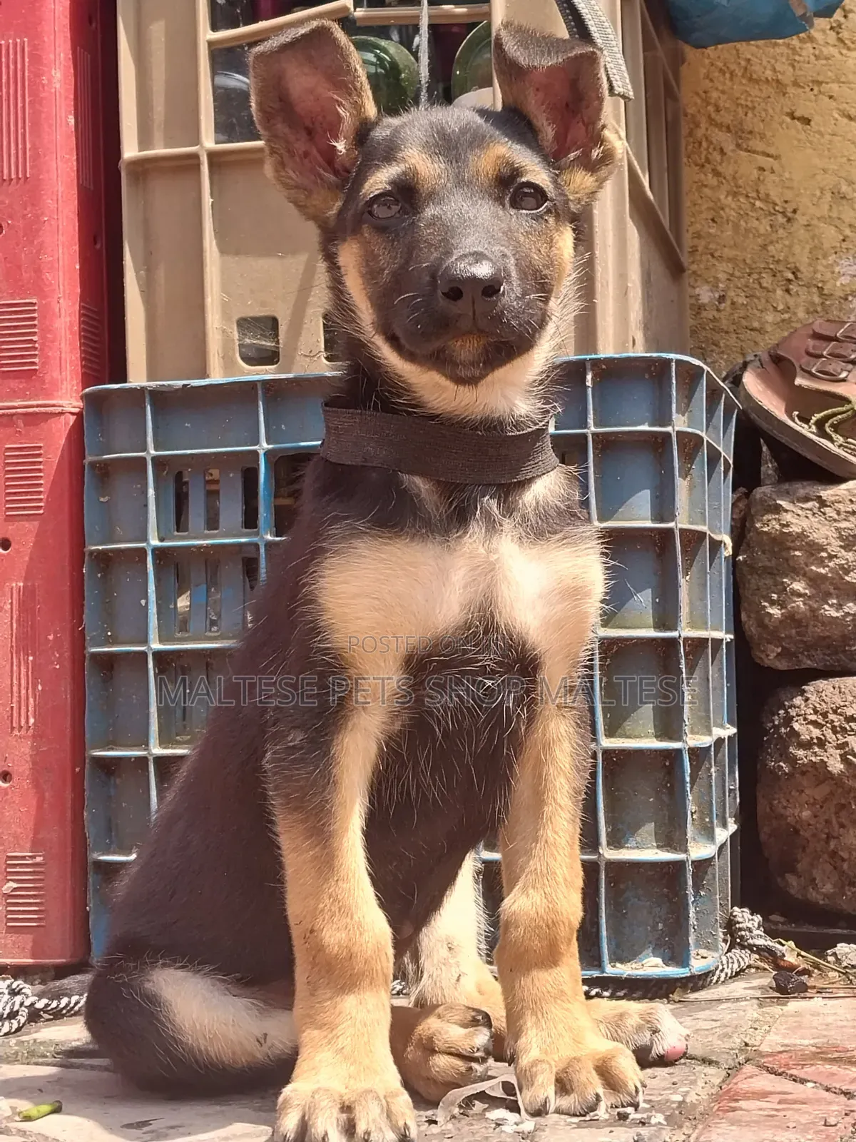1-3 months Male Purebred German Shepherd