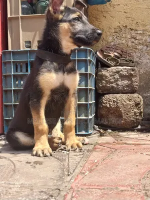 1-3 months Male Purebred German Shepherd