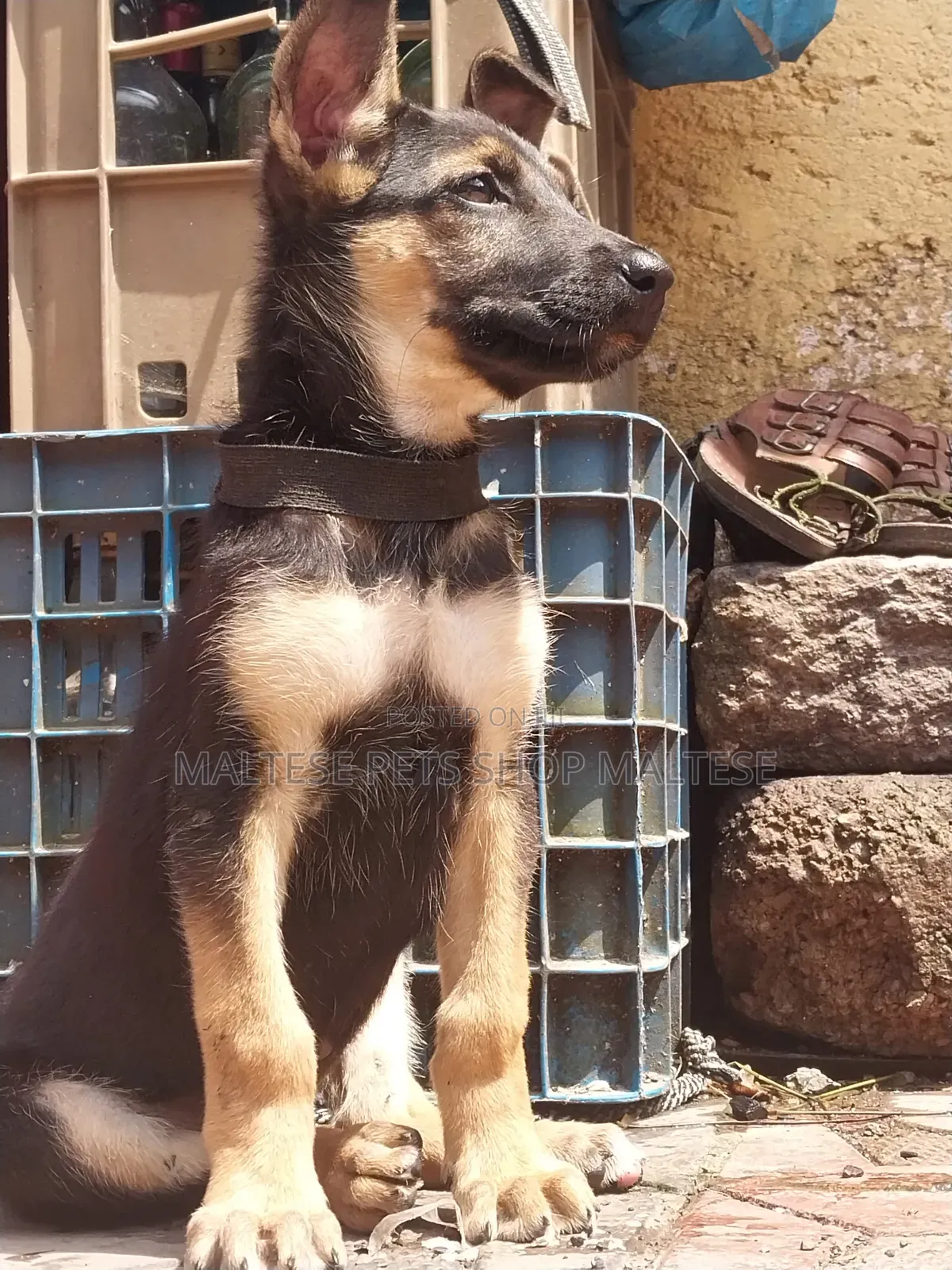 1-3 months Male Purebred German Shepherd