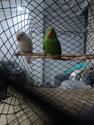 Beautiful Australia Parrots