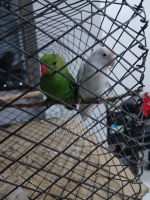 Beautiful Australia Parrots