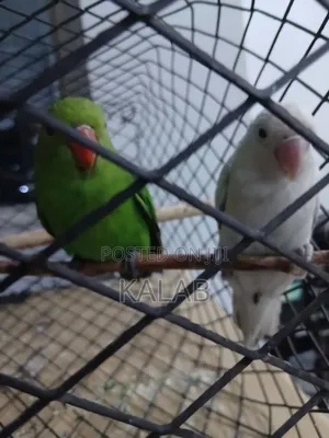 Beautiful Australia Parrots