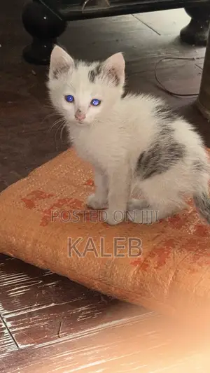 1-3 months Male Mixed Breed Abyssinian