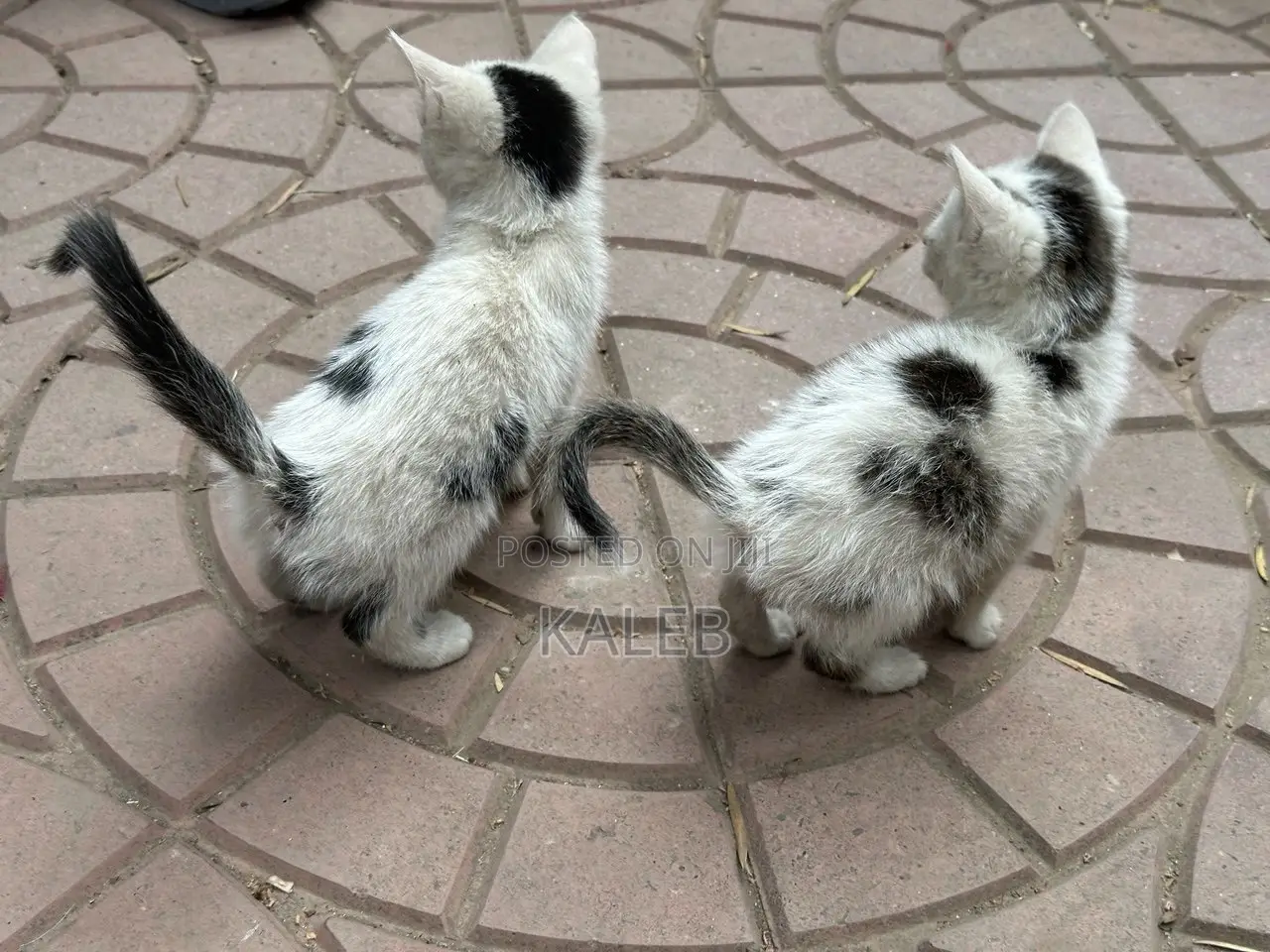 1-3 months Male Mixed Breed Abyssinian