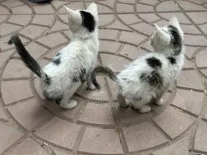 1-3 months Male Mixed Breed Abyssinian