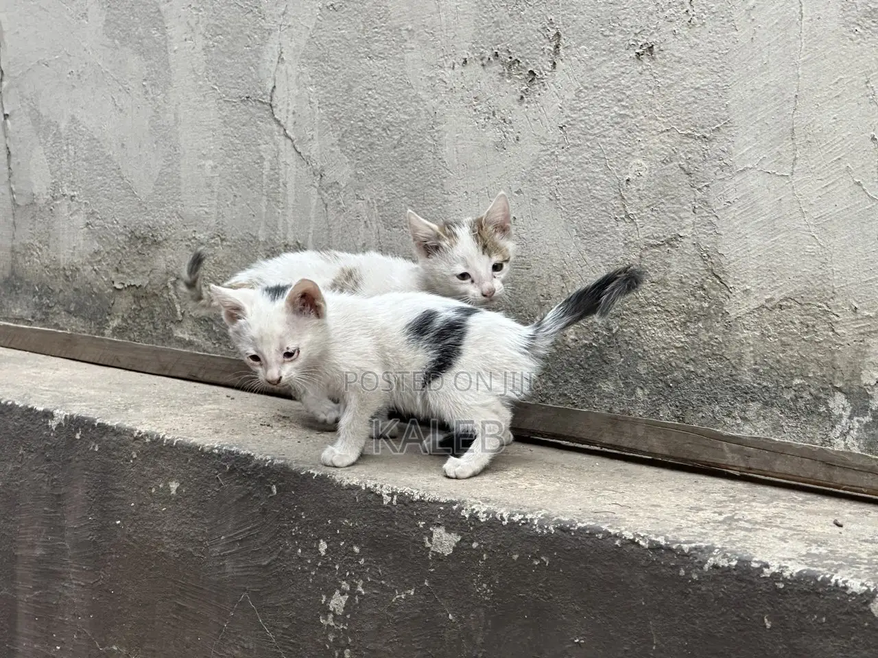 1-3 months Male Mixed Breed Abyssinian