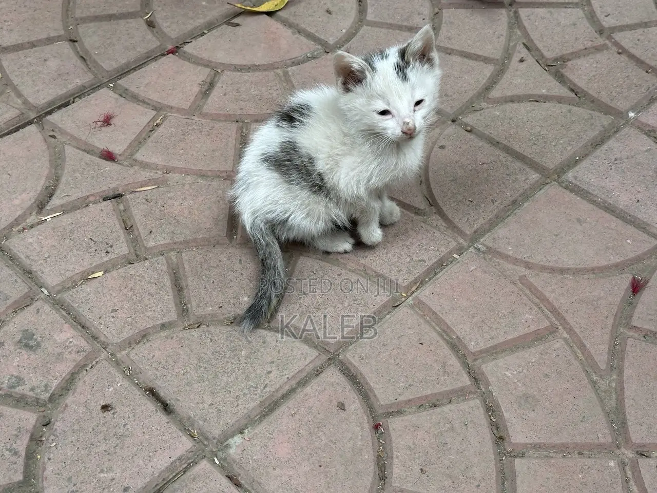 1-3 months Male Mixed Breed Abyssinian