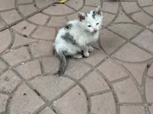 1-3 months Male Mixed Breed Abyssinian