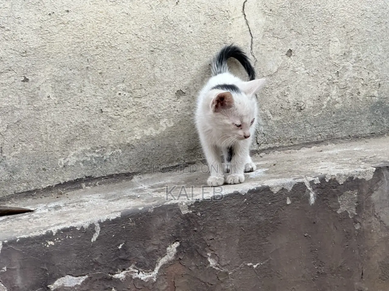 1-3 months Male Mixed Breed Abyssinian