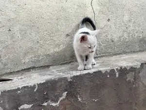 1-3 months Male Mixed Breed Abyssinian