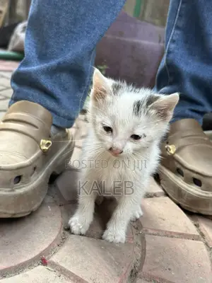 1-3 months Male Mixed Breed Abyssinian