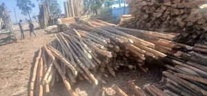 7m Plywoods and Construction Woods Supply and Delivered to Addis Abeba