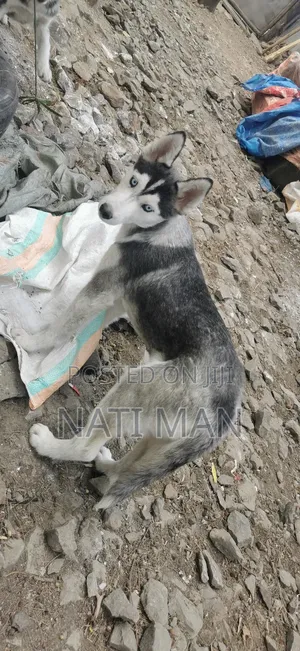 3-6 months Female Purebred Siberian Husky