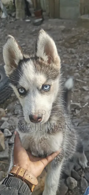 3-6 months Female Purebred Siberian Husky