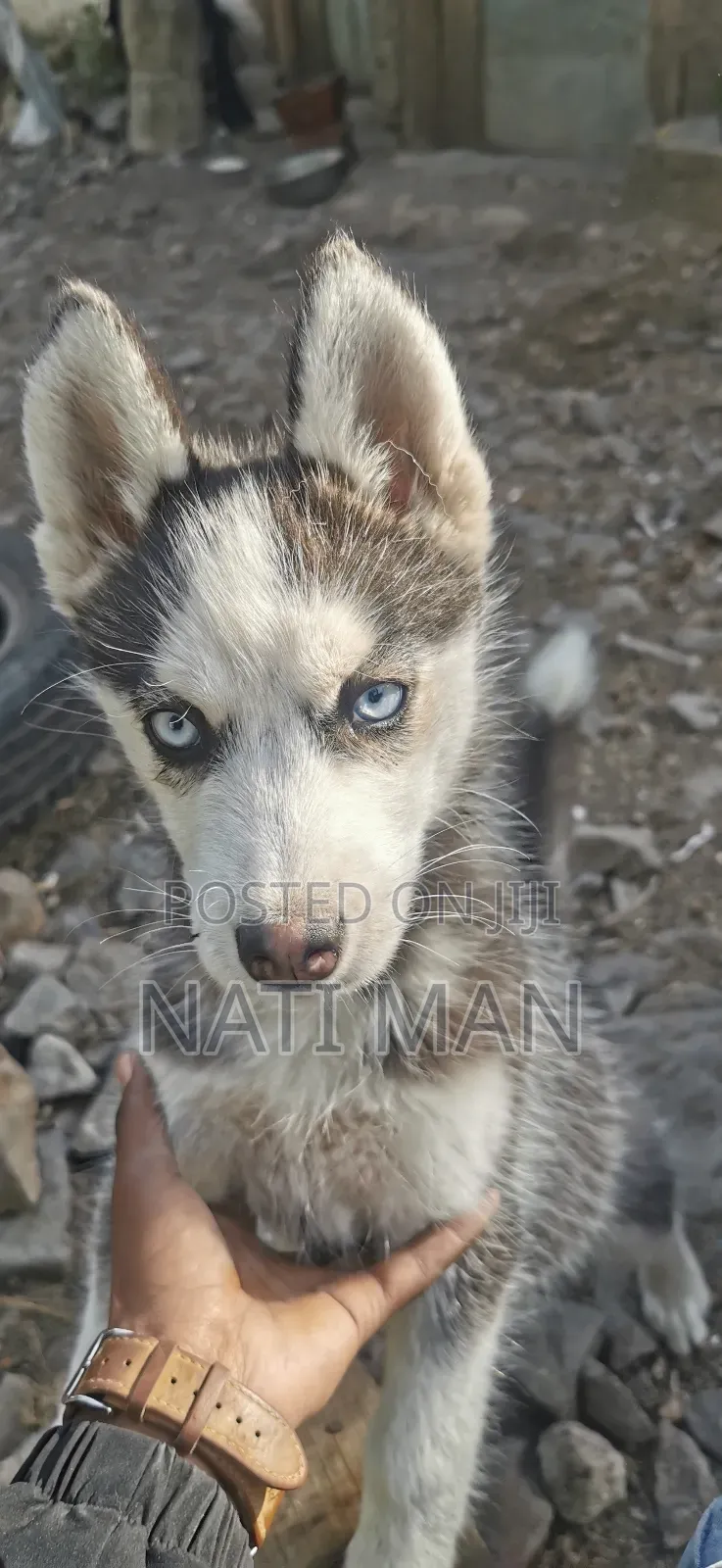 3-6 months Female Purebred Siberian Husky