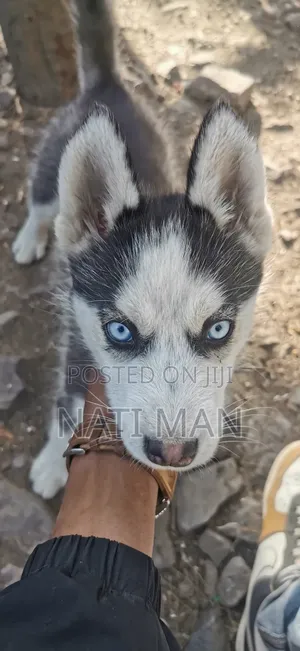 3-6 months Female Purebred Siberian Husky