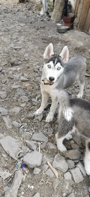 3-6 months Female Purebred Siberian Husky