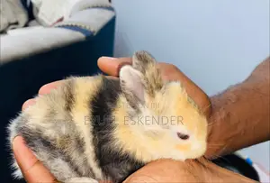 የኔዘርላንድ ቆንጆ ጥንቸሎች እኛ ጋ ያገኛሉ