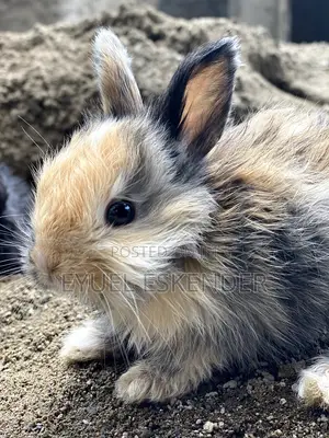 የኔዘርላንድ ቆንጆ ጥንቸሎች እኛ ጋ ያገኛሉ