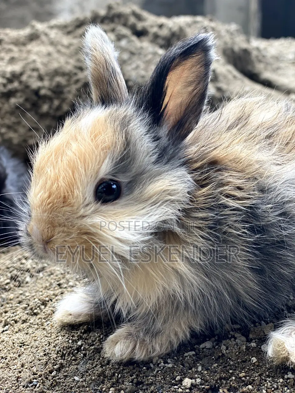 የኔዘርላንድ ቆንጆ ጥንቸሎች እኛ ጋ ያገኛሉ