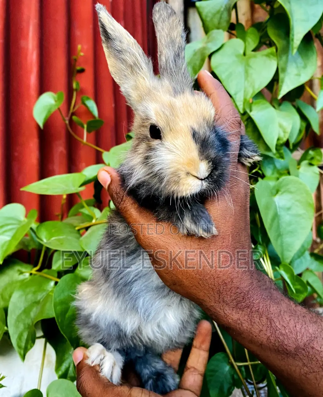 ቆንጆ ለስጦታ የሚሆኑ ጥንቸሎች