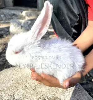 ቆንጆ ለስጦታ የሚሆኑ ጥንቸሎች