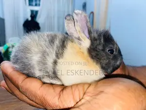 Small Smart Cute Bunny