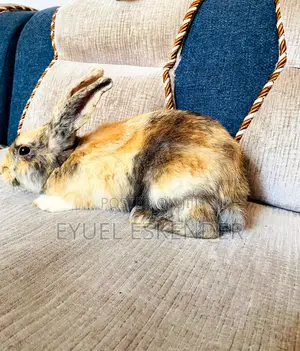 ደስ የሚሉ የሳሎን ጥንቸሎች