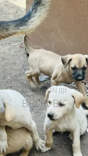 0-1 month Male Mixed Breed German Shepherd