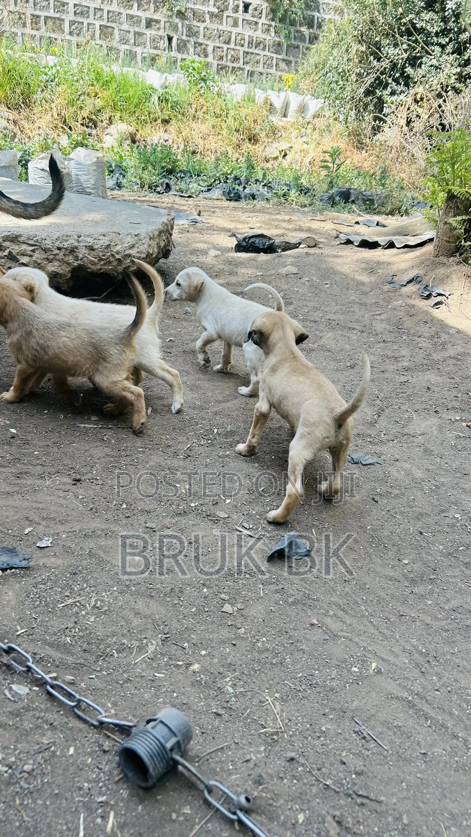 0-1 month Male Mixed Breed German Shepherd