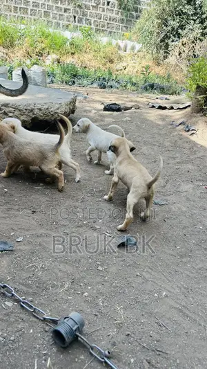 0-1 month Male Mixed Breed German Shepherd