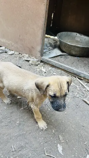 0-1 month Male Mixed Breed German Shepherd