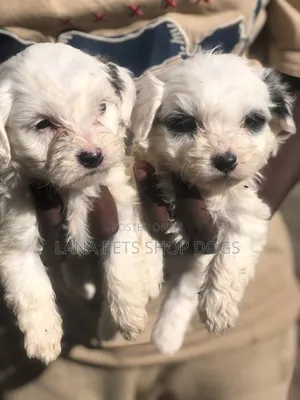 1-3 months Male Purebred Maltese