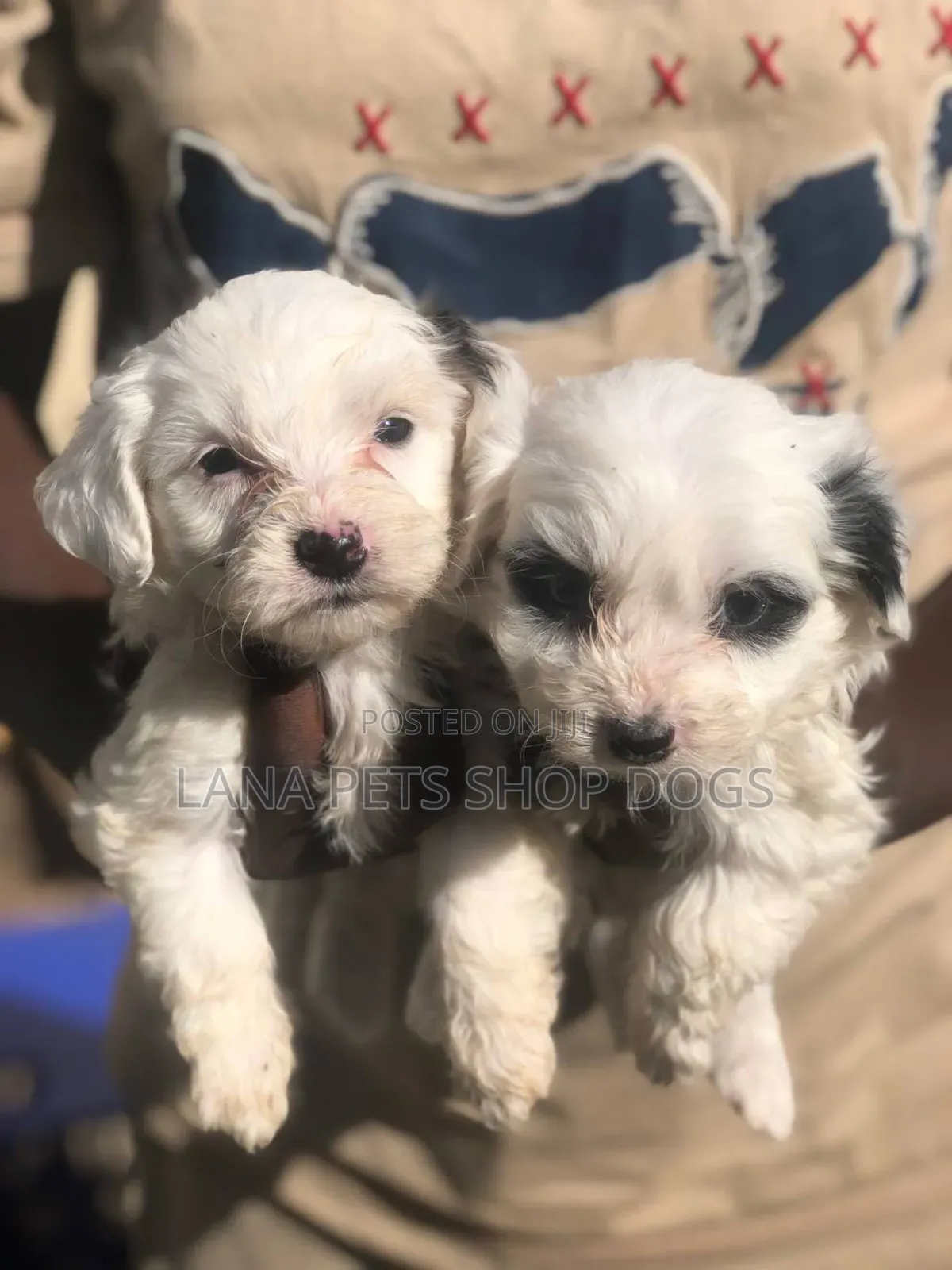 1-3 months Male Purebred Maltese