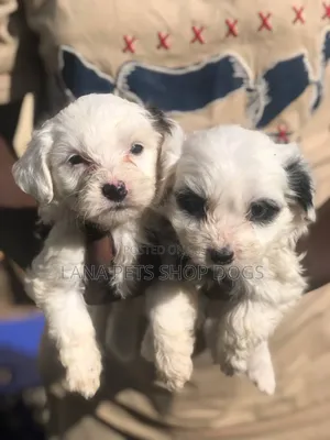 1-3 months Male Purebred Maltese