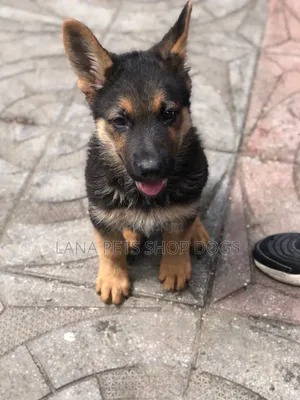 1-3 months Male Purebred German Shepherd